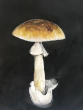 Shroom